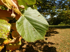 Paracercosporidium microsorum