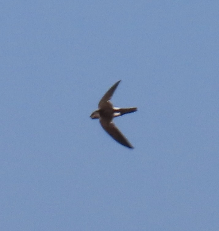 Aeronautes saxatalis (Woodhouse, 1853)