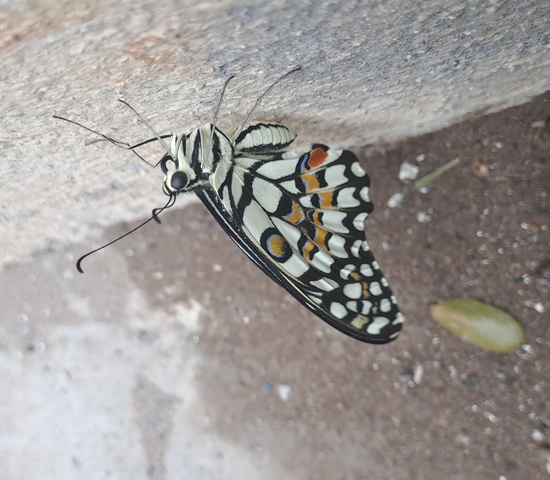 Lime Swallowtail