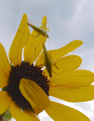 Oecanthus argentinus