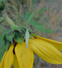 Oecanthus argentinus