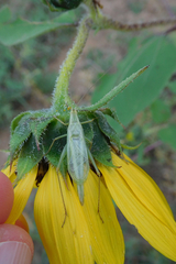 Oecanthus argentinus