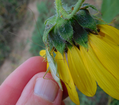 Oecanthus argentinus