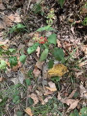 Rivina humilis