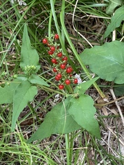 Rivina humilis