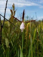 Cleistesiopsis oricamporum