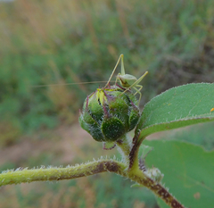 Oecanthus argentinus