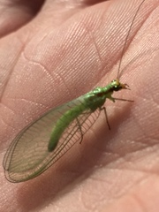 Chrysopa coloradensis