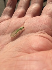 Chrysopa coloradensis