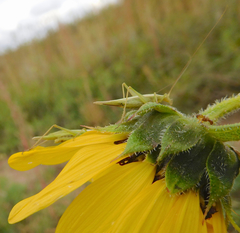 Oecanthus argentinus