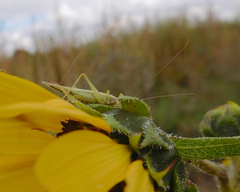 Oecanthus argentinus