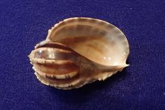 Harpa articularis