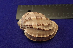 Harpa articularis