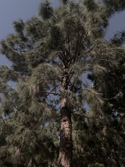 Pinus canariensis