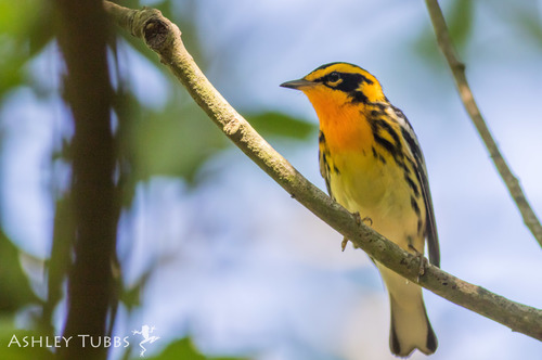 Blackburnian Warbler, photo 8 of 10