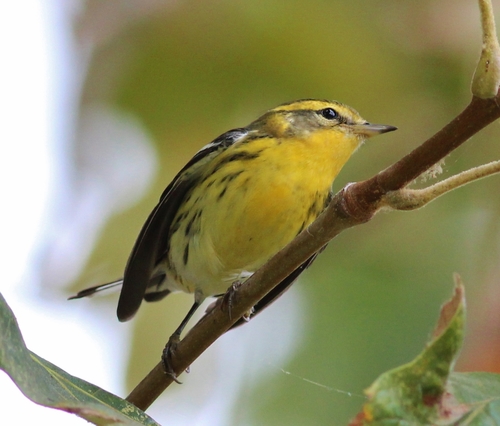 Blackburnian Warbler, photo 2 of 10