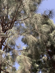 Pinus canariensis