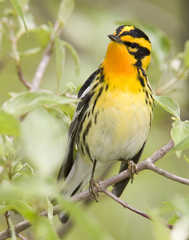 Blackburnian Warbler photo 5