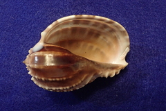 Harpa articularis