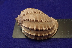 Harpa articularis