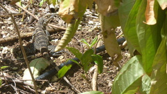 Ctenosaura similis