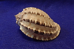 Harpa articularis