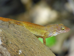 Anolis concolor