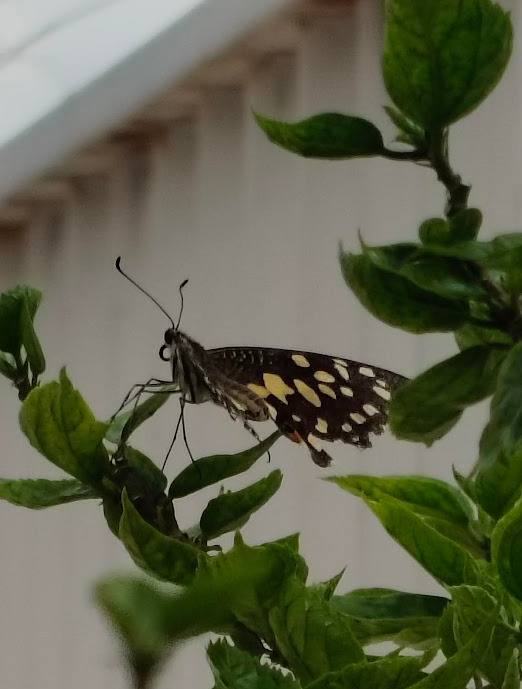 Lime Swallowtail