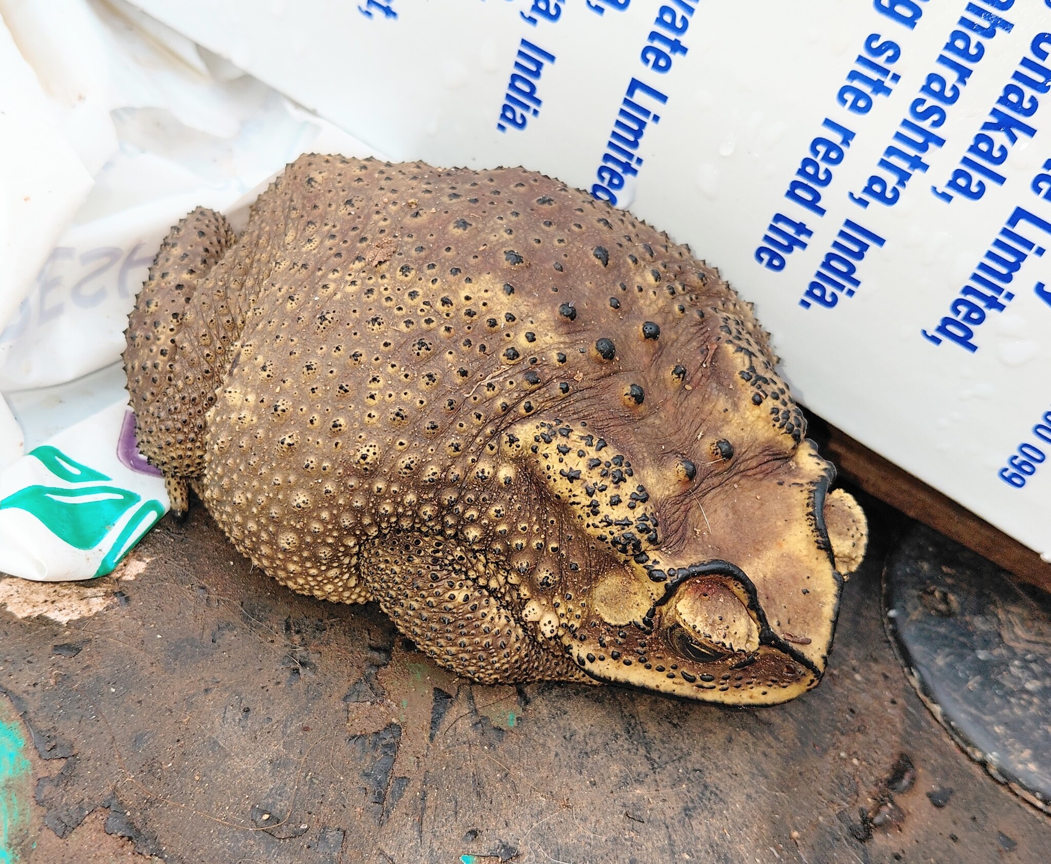 Indian Common True Toad