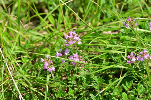 Glabrescent thyme (Thymus odoratissimus)