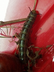 Anisota virginiensis