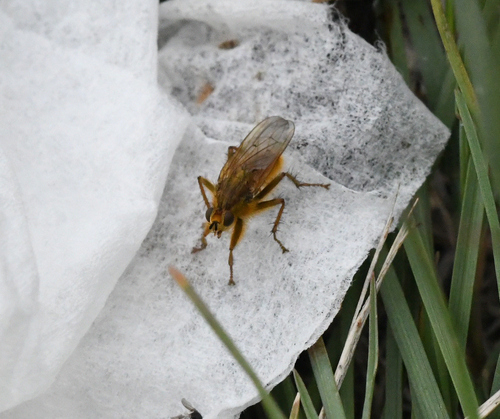 Unknown species found near Fremont County, WY, USA