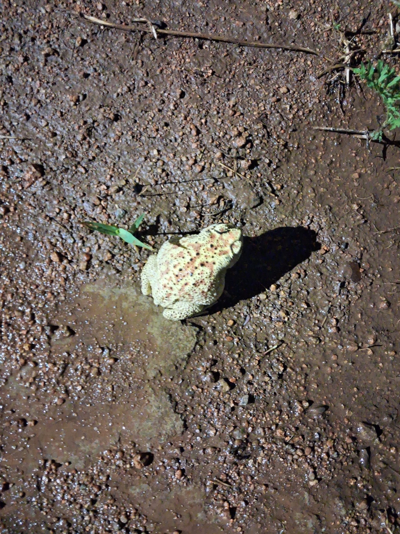 Indian Common True Toad