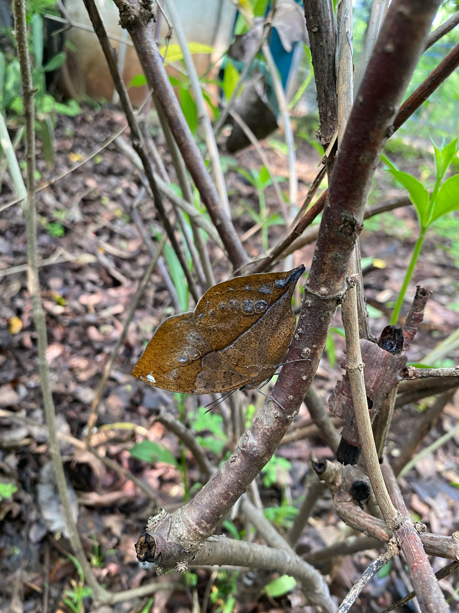 Sahyadri Blue Oakleaf