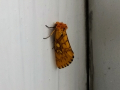 Chrysoecia dela