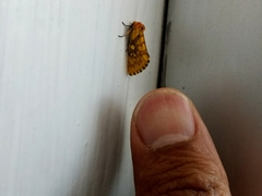 Chrysoecia dela