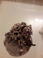 Phymatolithon calcareum