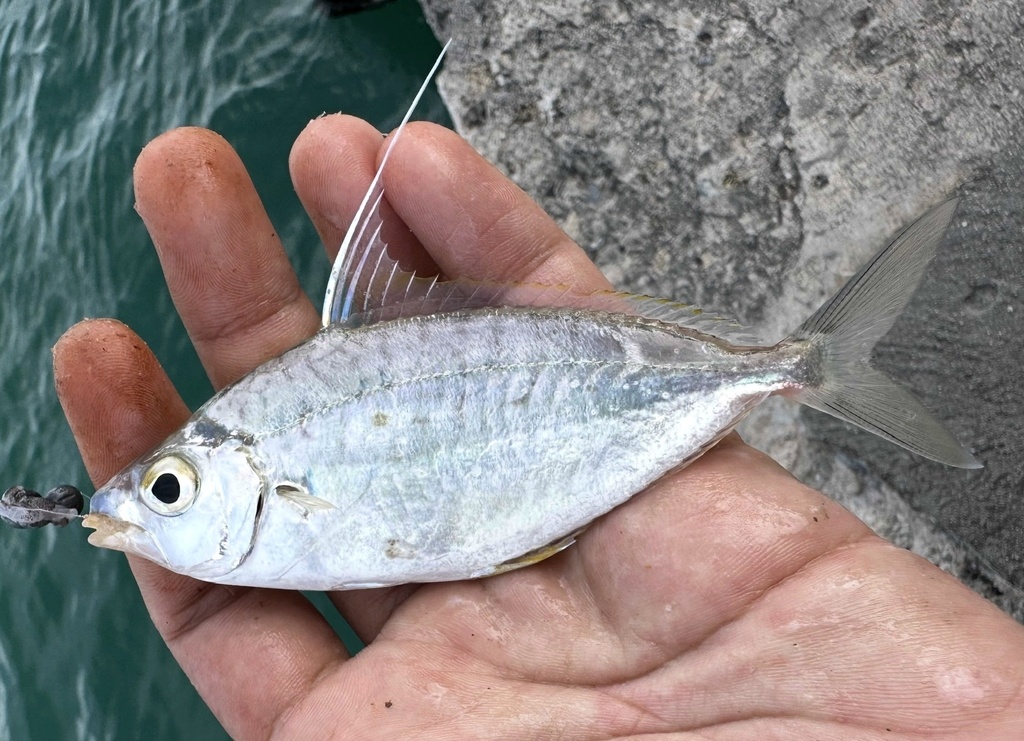 Highfin ponyfish (Equulites leuciscus) — Leiognathidae