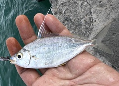 Whipfin Ponyfish photo 1