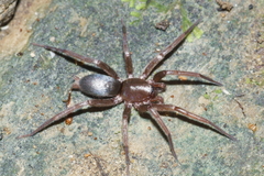 Hypodrassodes maoricus
