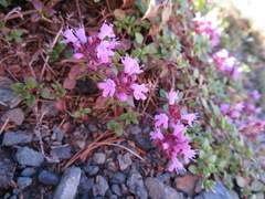 Thymus quinquecostatus