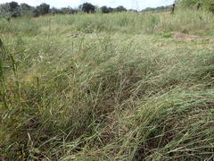 Dichanthium aristatum