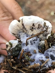 Hydnellum suaveolens