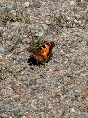 Nymphalis
