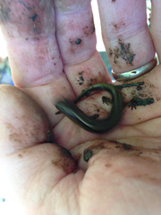 Desmognathus fuscus