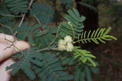 Acacia parvipinnula, photograph Thomas Mesaglio, CC BY, iNaturalist via GBIF