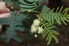 Acacia parvipinnula, photograph Thomas Mesaglio, CC BY, iNaturalist via GBIF
