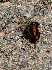 Nymphalis