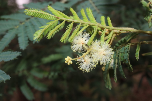 Acacia parvipinnula, photograph 3