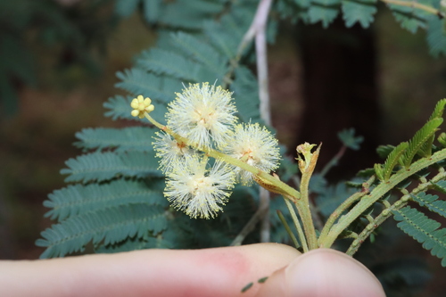 Acacia parvipinnula, photograph 4